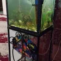 آکواریوم  با ماهی|ماهی|یزد, |دیوار