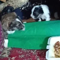 توله شیتزو|سگ|کرمان, |دیوار