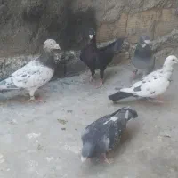 کبوتر بلد