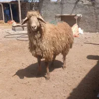 دام زنده ،توغلی ، گوسفند|حیوانات مزرعه|اردبیل, |دیوار