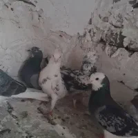 کبوتر کفتر