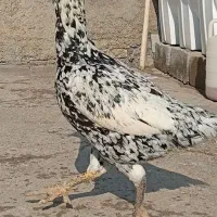 شهرستان سرخس