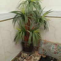 درختچه(نخل)بزرگ مصنوعی کاملاسالم