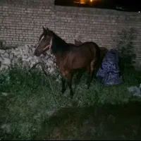 اسب مادیان نژاد کرد سه|اسب و تجهیزات اسب‌سواری|کرچمبو, |دیوار