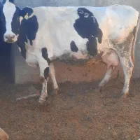 ۱راس گاو ۸ماه ابستن|حیوانات مزرعه|محمدشهر, عباس آباد|دیوار