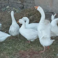 یه جفت قوغاز