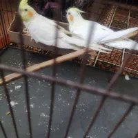 جفت عروس هلندی  یک ساله آماده