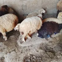 بره|حیوانات مزرعه|امیدیه, |دیوار