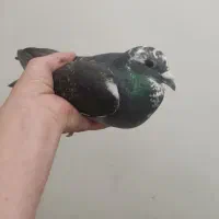 دوبر نر مسافتی.پلاکی