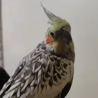 عروس هلندی نر