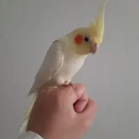 عروس هلندی لوتینو زعفرانی نر دستی