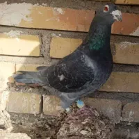 کفتر گرفتنی یا صید