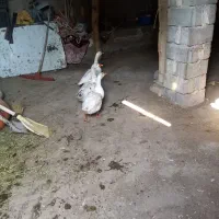 سه عدد غاز معاوضه با مرغ