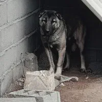 توله سرابی ۴ماهه