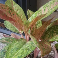 گل اگلونما پینک لیدی