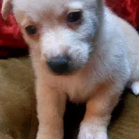 واگذاری سگ پاکوتاه