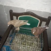 کفتر