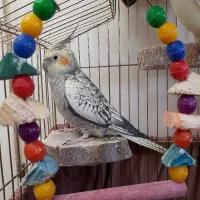 عروس هلندی زیبای ماده مولد