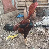 خروس لاری