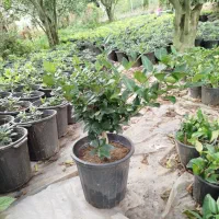 یاس هلندی|گل و گیاه طبیعی|کلاچای, |دیوار