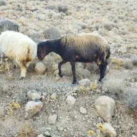 فروش قوچ هترو|حیوانات مزرعه|مرودشت, مجد آباد|دیوار