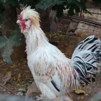 خروس ۴۰ تاج