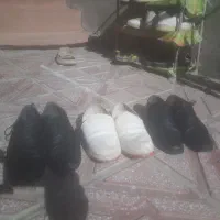 تعداد سه جفت کفش
