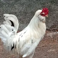 خروس گلین پنگوئنی بالغ ۱۰۰۰۰۰۰ تومان
