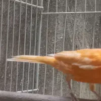 قناری رد فاکتور یا سرخ|پرنده|مشهد, شفا|دیوار