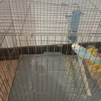 مرغ عشق دو رگ انگلیسی|پرنده|زرندیه, |دیوار