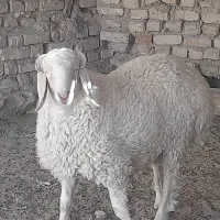 گوسفندنر|حیوانات مزرعه|کرباسک, |دیوار