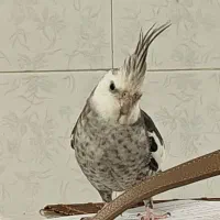 عروس هلندی دستی|حیوانات|شیراز, کوشک میدان|دیوار