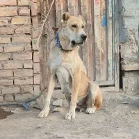 واگذاری سگ خراسانی نگهبان و گلگی|سگ|مشهد, احمدآباد|دیوار