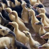 جوجه اردک ۵ روزه بانازلترین قیمت