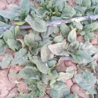 شوید و اسفناج درجه ۱ساقه کوتاه در محل کیلو ۴۵|خوردنی و آشامیدنی|شاهرود, |دیوار