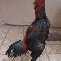 خروس لاری نسلدار افغان