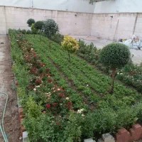 باغچه کاری گل کاری سمپاشی هرسکاری بیل زنی