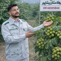 نهال گردوخوشه ای آلتای ترکیه لیبل نهالستان پاشاپور