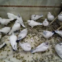 کفترپرشی|پرنده|الیگودرز, |دیوار