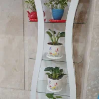 مقداری گل آپارتمانی