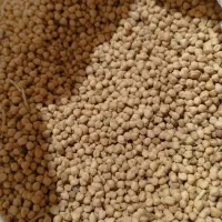 نخود سفید چگنی