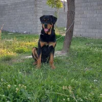 سگ روتوایلر( گم شده(