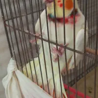 عروس هلندی|پرنده|شوشتر, |دیوار