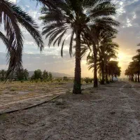 ارائه رایگان هزار سرویس خاک آبرفتی