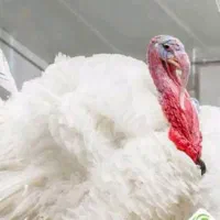 فروش گوشت بوقلمون کشتار روز