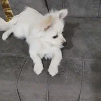 پامر روباهی ۶ ماهه