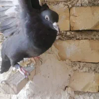 کبوتر|پرنده|مرودشت, گندم‎|دیوار