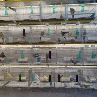 جوجه سرلاکی عروس|پرنده|زنجان, |دیوار