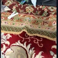 طوطی کوتوله