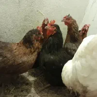 مرغ ‌‌‌و‌ خروس و جوجه ‌‌و تخم
